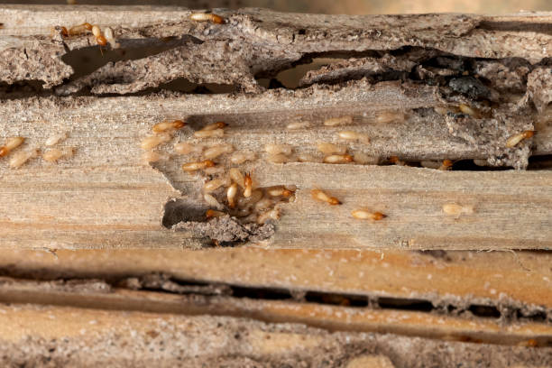 Best Termite Control Services  in Long Beach, MD