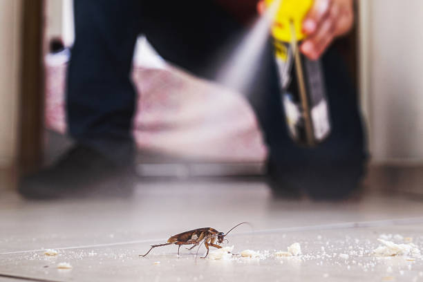 Best Mosquito Control Services  in Long Beach, MD
