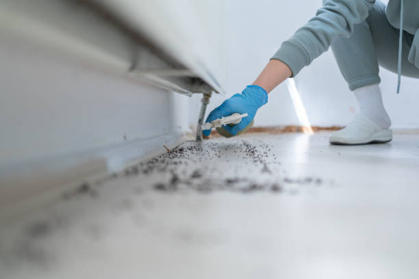 Best Wasp Removal Services  in Long Beach, MD
